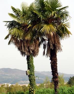 Fotografia 1 da espécie Trachycarpus fortunei no Jardim Botânico UTAD