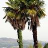 Fotografia 1 da espécie Trachycarpus fortunei do Jardim Botânico UTAD