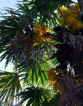 Fotografia 2 da espécie Trachycarpus fortunei no Jardim Botânico UTAD