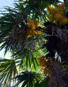 Fotografia 2 da espécie Trachycarpus fortunei no Jardim Botânico UTAD