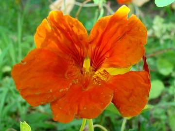 Fotografia da espécie Tropaeolum majus