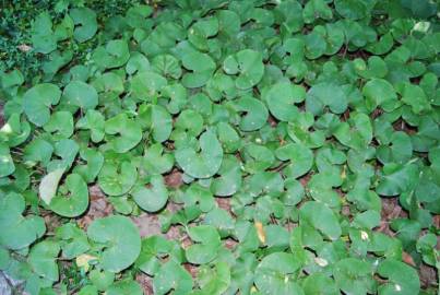 Fotografia da espécie Tussilago farfara