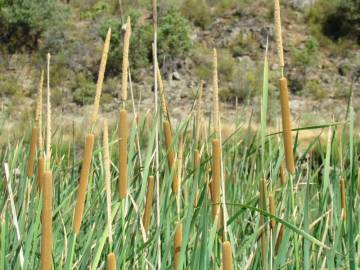 Fotografia da espécie Typha domingensis