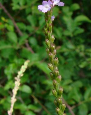 Fotografia 2 da espécie Verbena officinalis no Jardim Botânico UTAD