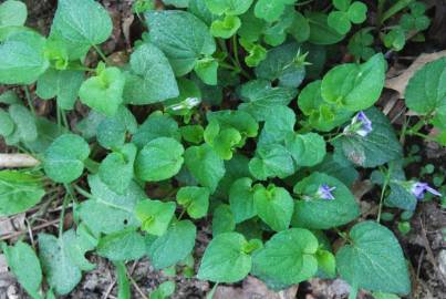 Fotografia da espécie Viola odorata