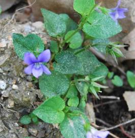 Fotografia da espécie Viola odorata