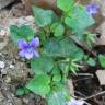 Fotografia 3 da espécie Viola odorata do Jardim Botânico UTAD