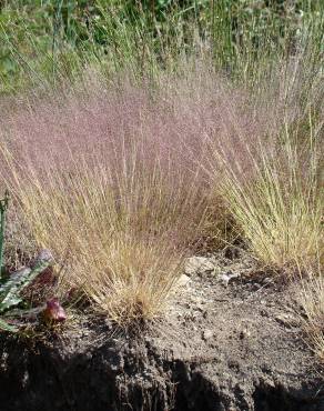 Fotografia 1 da espécie Agrostis truncatula subesp. commista no Jardim Botânico UTAD