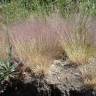 Fotografia 1 da espécie Agrostis truncatula subesp. commista do Jardim Botânico UTAD