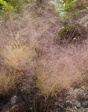 Fotografia 2 da espécie Agrostis truncatula subesp. commista no Jardim Botânico UTAD