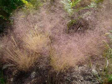 Fotografia da espécie Agrostis truncatula subesp. commista