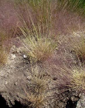 Fotografia 3 da espécie Agrostis truncatula subesp. commista no Jardim Botânico UTAD