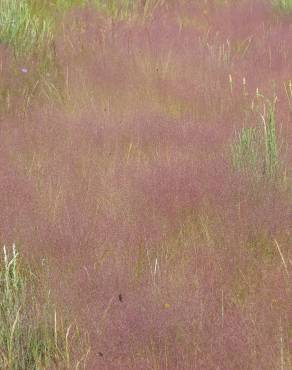 Fotografia 4 da espécie Agrostis truncatula subesp. commista no Jardim Botânico UTAD