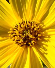 Fotografia da espécie Helianthus tuberosus