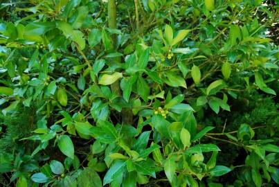 Fotografia da espécie Ilex x altaclerensis var. camellifolia