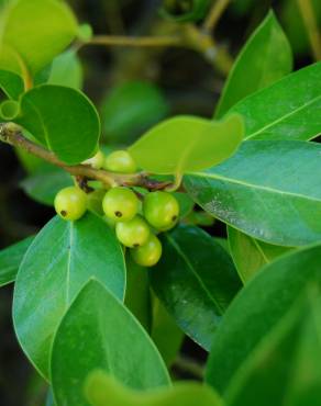 Fotografia 3 da espécie Ilex x altaclerensis var. camellifolia no Jardim Botânico UTAD