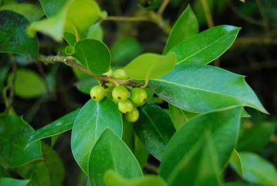 Fotografia da espécie Ilex x altaclerensis var. camellifolia