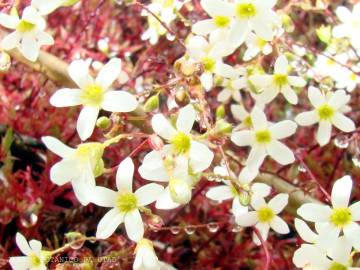 Fotografia da espécie Saxifraga fragosoi