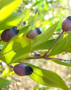 Fotografia 3 da espécie Myrtus communis no Jardim Botânico UTAD