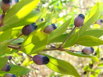 Fotografia da espécie Myrtus communis