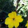 Fotografia 3 da espécie Oenothera biennis do Jardim Botânico UTAD