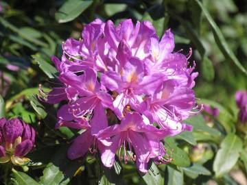 Fotografia da espécie Rhododendron ponticum subesp. baeticum