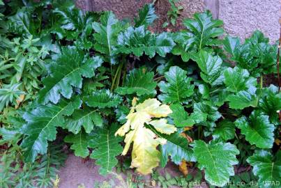 Fotografia da espécie Acanthus mollis