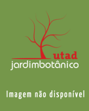 Fotografia da espécie Achillea millefolium