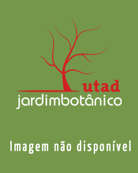 Fotografia de capa Achillea millefolium subesp. ceretanica - do Jardim Botânico