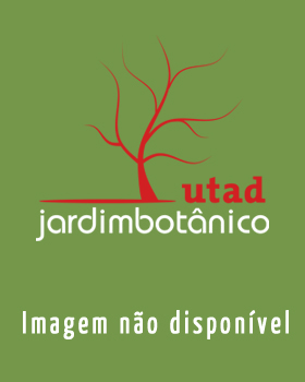 Fotografia de capa Ononis pinnata - do Jardim Botânico