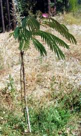 Fotografia da espécie Albizia julibrissin