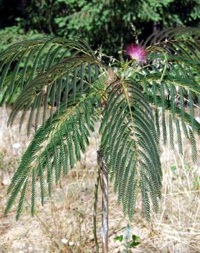 Fotografia 3 da espécie Albizia julibrissin no Jardim Botânico UTAD