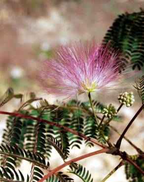 Fotografia 4 da espécie Albizia julibrissin no Jardim Botânico UTAD