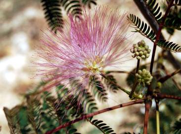 Fotografia da espécie Albizia julibrissin