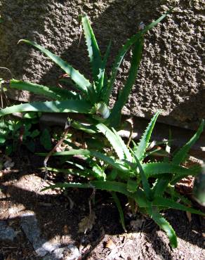 Fotografia 3 da espécie Aloe vera no Jardim Botânico UTAD