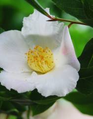 Camellia reticulata