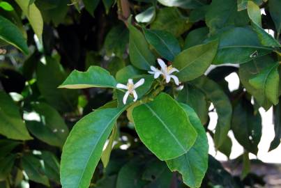 Fotografia da espécie Citrus limon