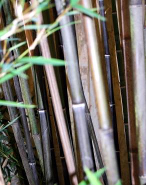 Fotografia 3 da espécie Phyllostachys nigra no Jardim Botânico UTAD