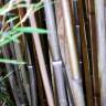 Fotografia 3 da espécie Phyllostachys nigra do Jardim Botânico UTAD