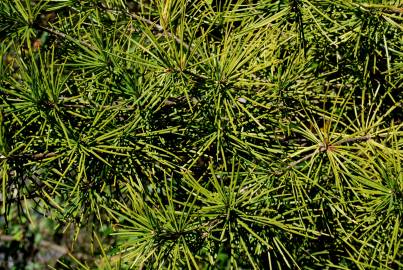 Fotografia da espécie Sciadopitys verticillata