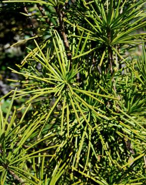 Fotografia 4 da espécie Sciadopitys verticillata no Jardim Botânico UTAD