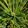 Fotografia 5 da espécie Sciadopitys verticillata do Jardim Botânico UTAD