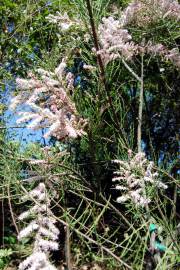 Fotografia da espécie Tamarix parviflora