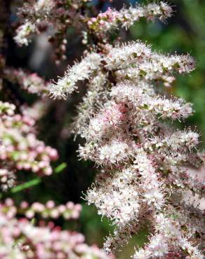 Fotografia 1 da espécie Tamarix parviflora no Jardim Botânico UTAD