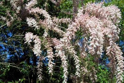 Fotografia da espécie Tamarix parviflora