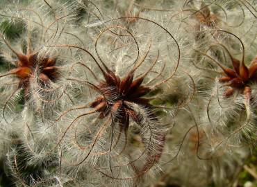 Fotografia da espécie Clematis vitalba