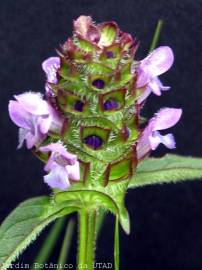 Fotografia da espécie Prunella vulgaris