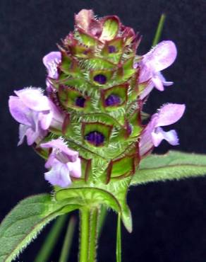 Fotografia 1 da espécie Prunella vulgaris no Jardim Botânico UTAD