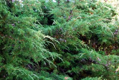 Fotografia da espécie Cupressus arizonica