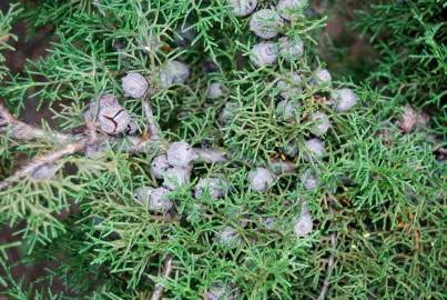 Fotografia da espécie Cupressus arizonica